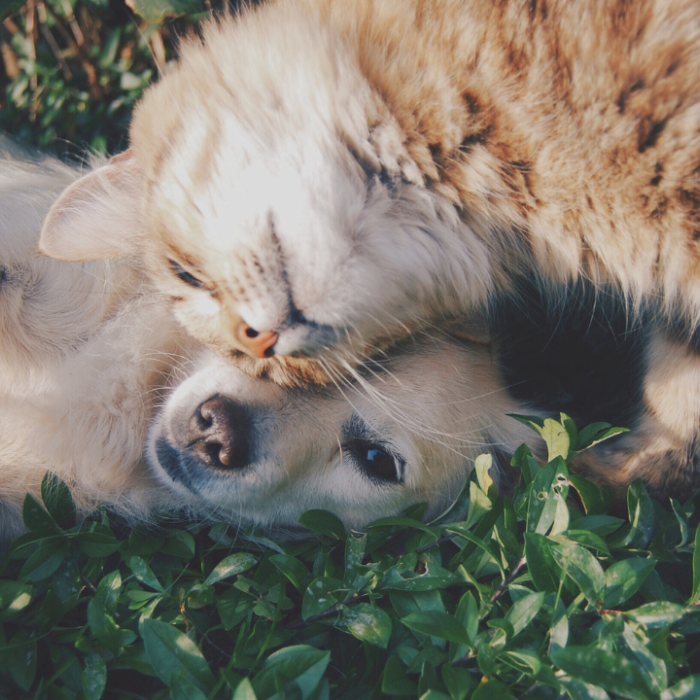 Estate Planning for Pets