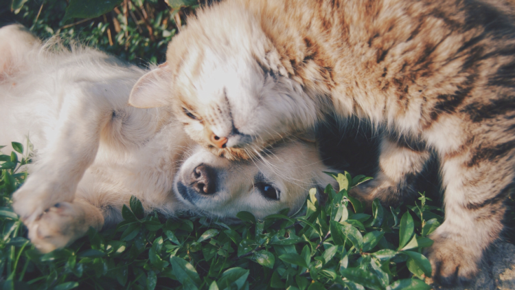 Estate Planning for Pets
